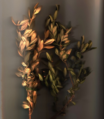 A soft golden light filtering through delicate copper leaves, casting gentle shadows on a warm white background.