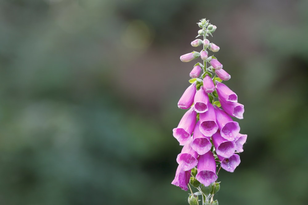 Pink flowers with blurred background.