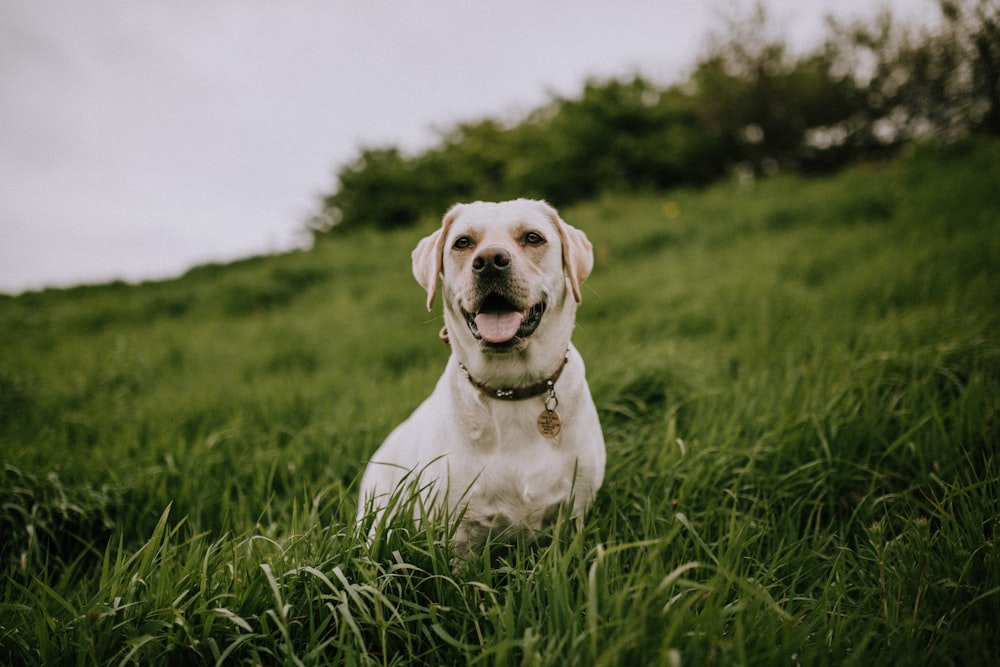 緑の芝生のフィールドに白い犬