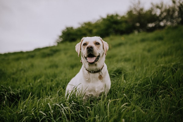 Image of Simple software to manage booking for a dog kennel