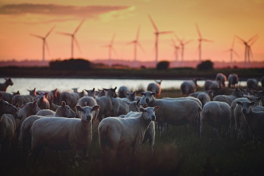 gray animals with windmill background in Lydd United Kingdom