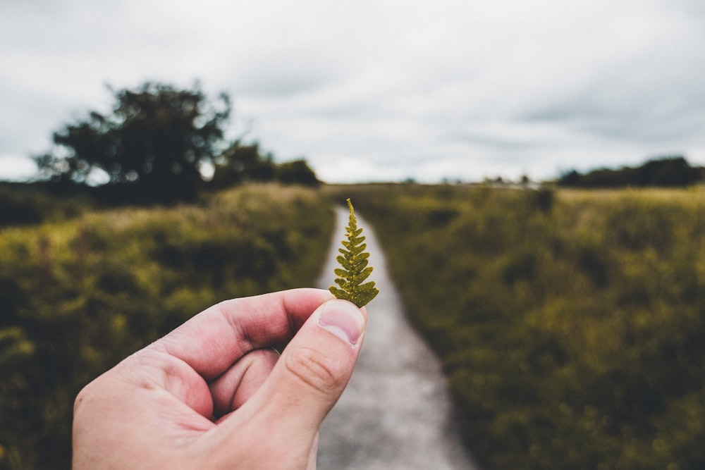 person holding green leaf