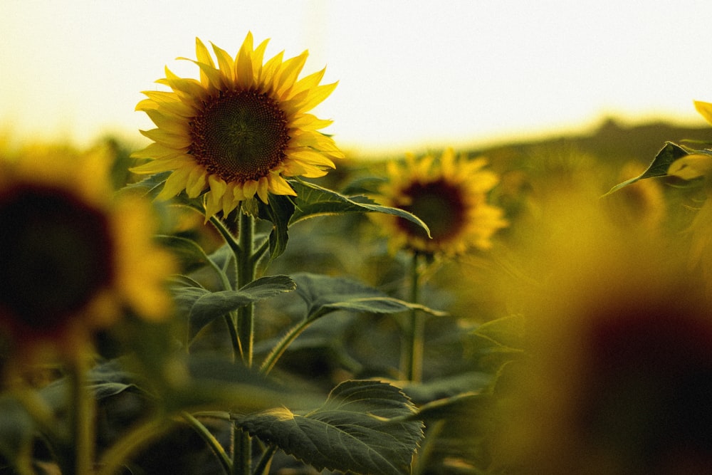 macro photography of sunflower