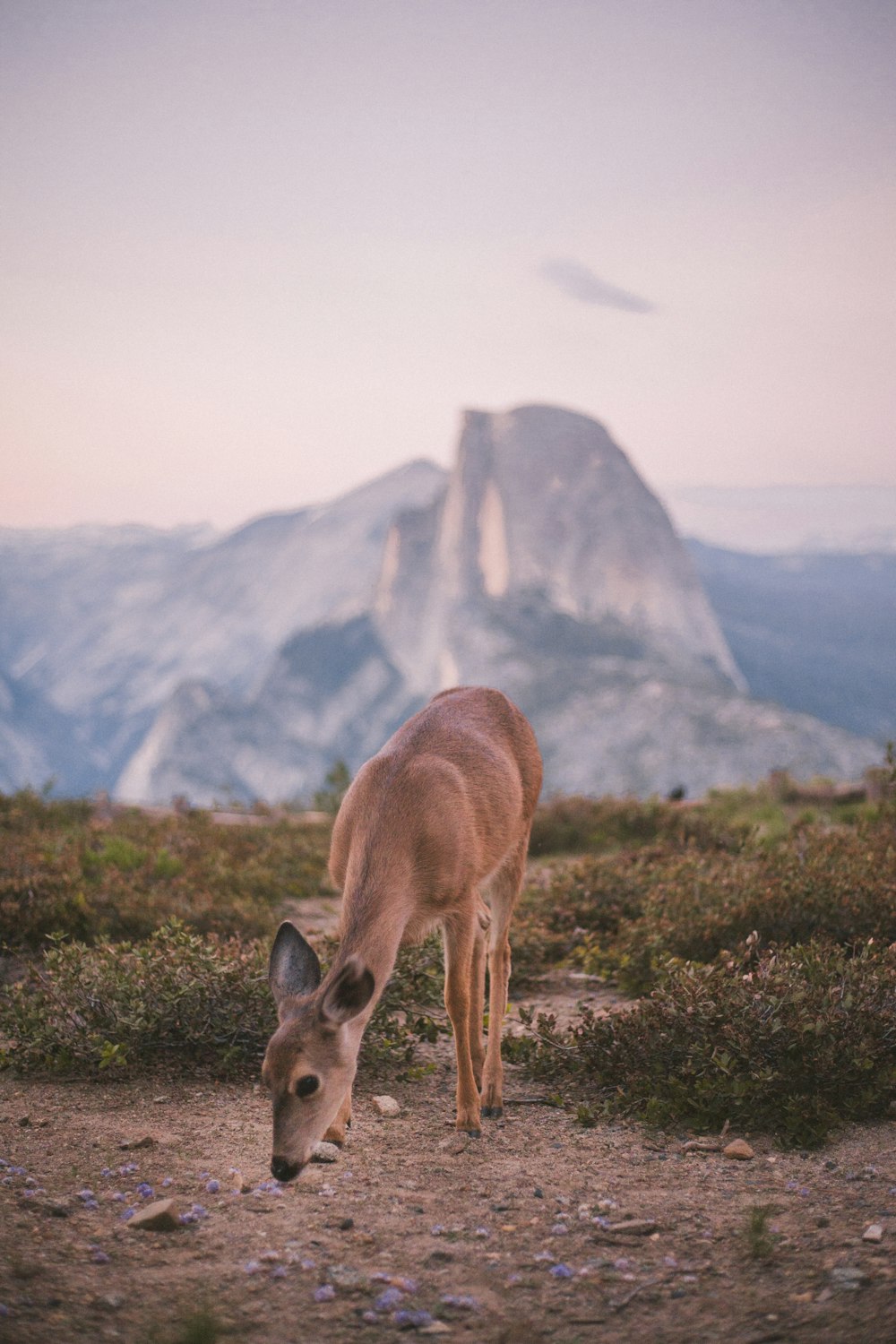 Photographie sélective de cerfs bruns