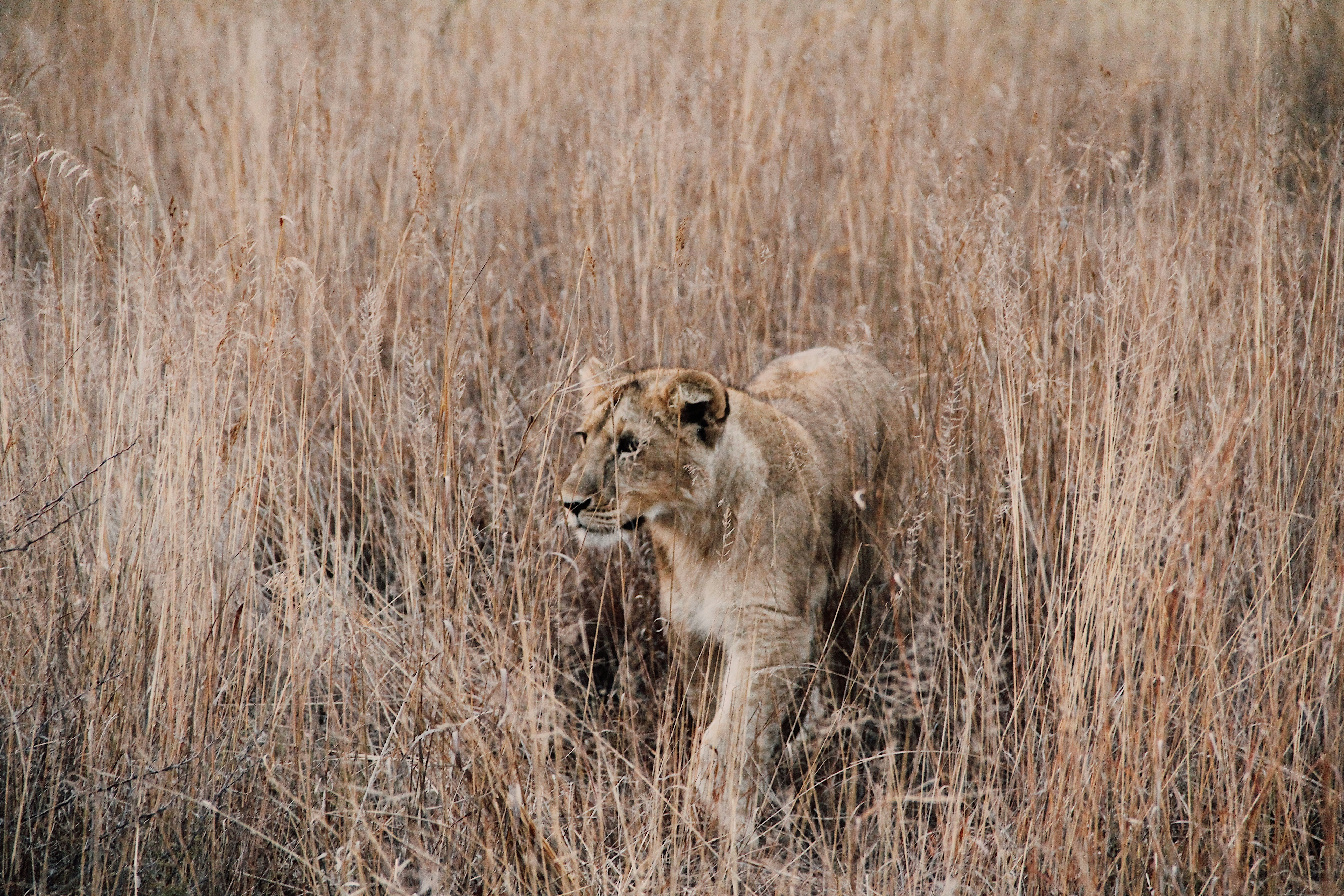 gray and brown lion surrounded by brown grass zimbabwe zoom background