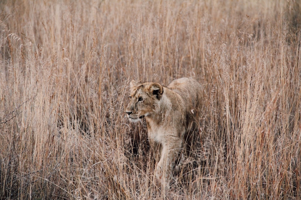 gray and brown lion surrounded by brown grass