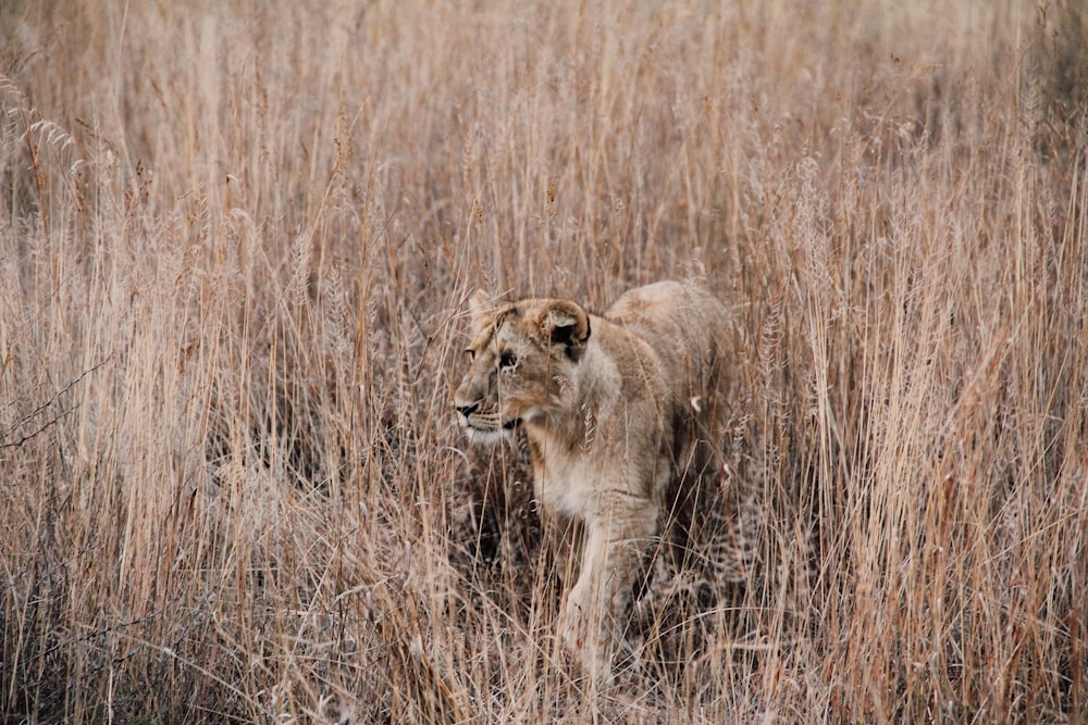 Lion gris et brun entouré d’herbe brune