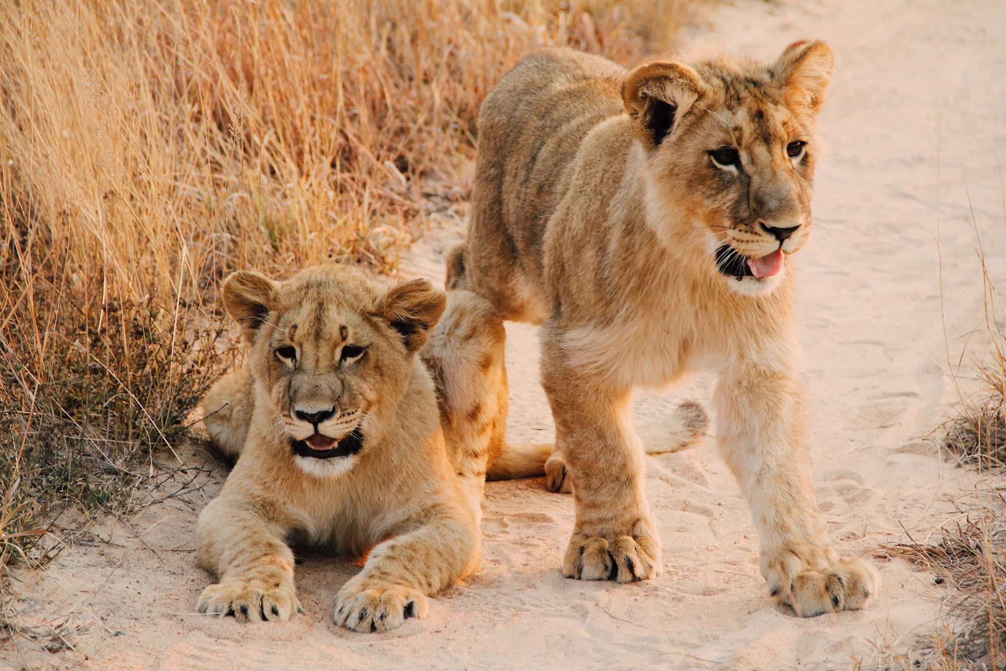 Discover Zimbabwe: History, Culture & Festivals