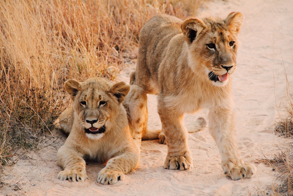 two lion cab on brown sand road between of dried grass during daytime