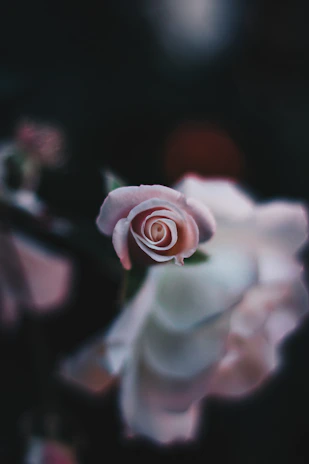 A close-up of a delicate rose glowing softly with fuschia highlights against a dark velvet textured background.