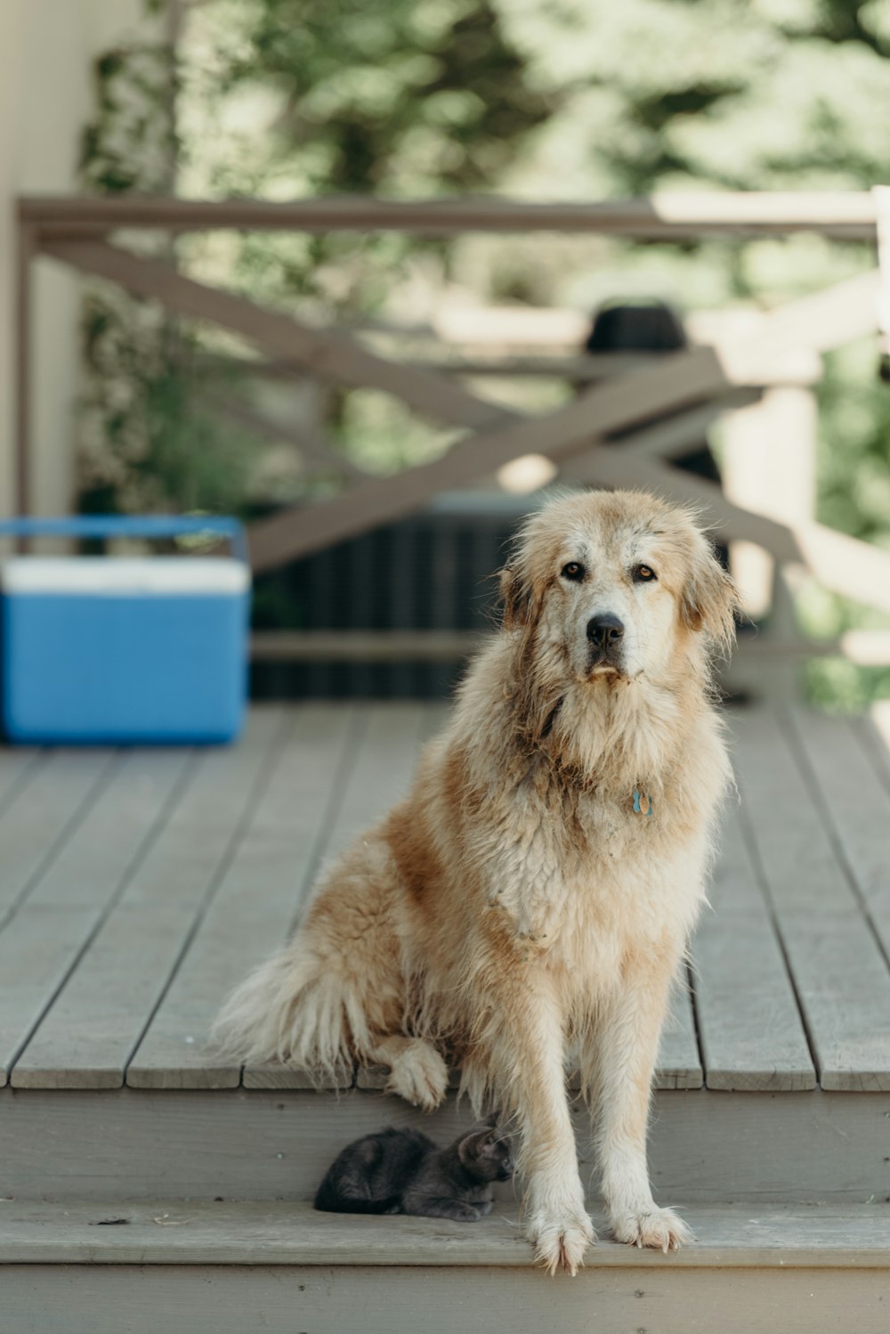 Selektives Fokusfoto eines langhaarigen braunen Hundes, der auf einer braunen Holztreppe sitzt