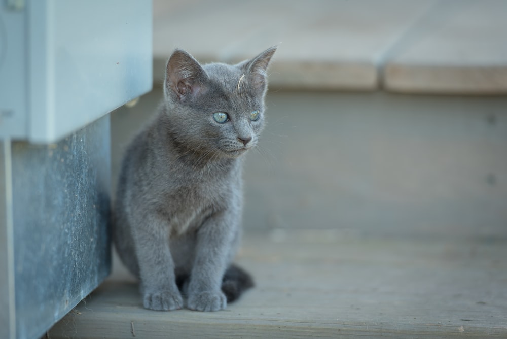 cat sitting on stairs beside wall