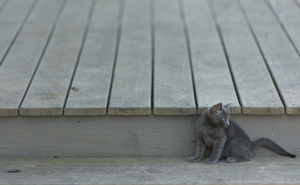 grey cat beside brown wooden surface