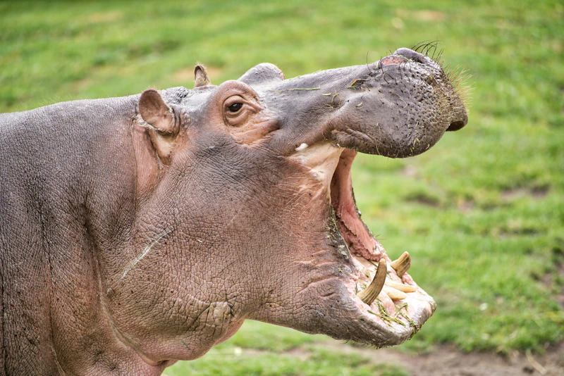 Hippo
