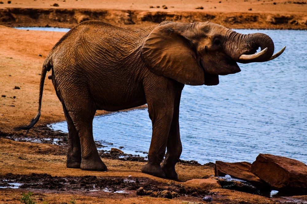 Elefante cerca de un cuerpo de agua durante el día