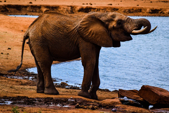 Tsavo East & West photo 2