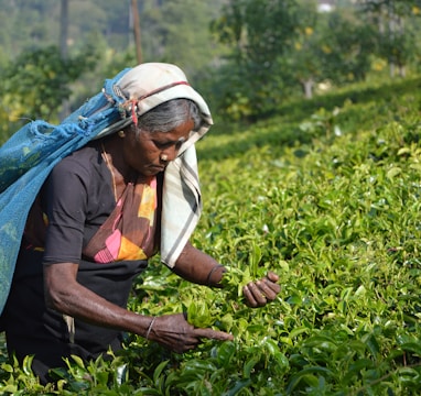 tea Sri Lanka