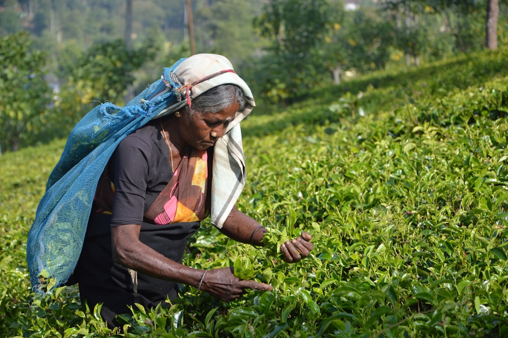 woman picking up green plants in field during daytime