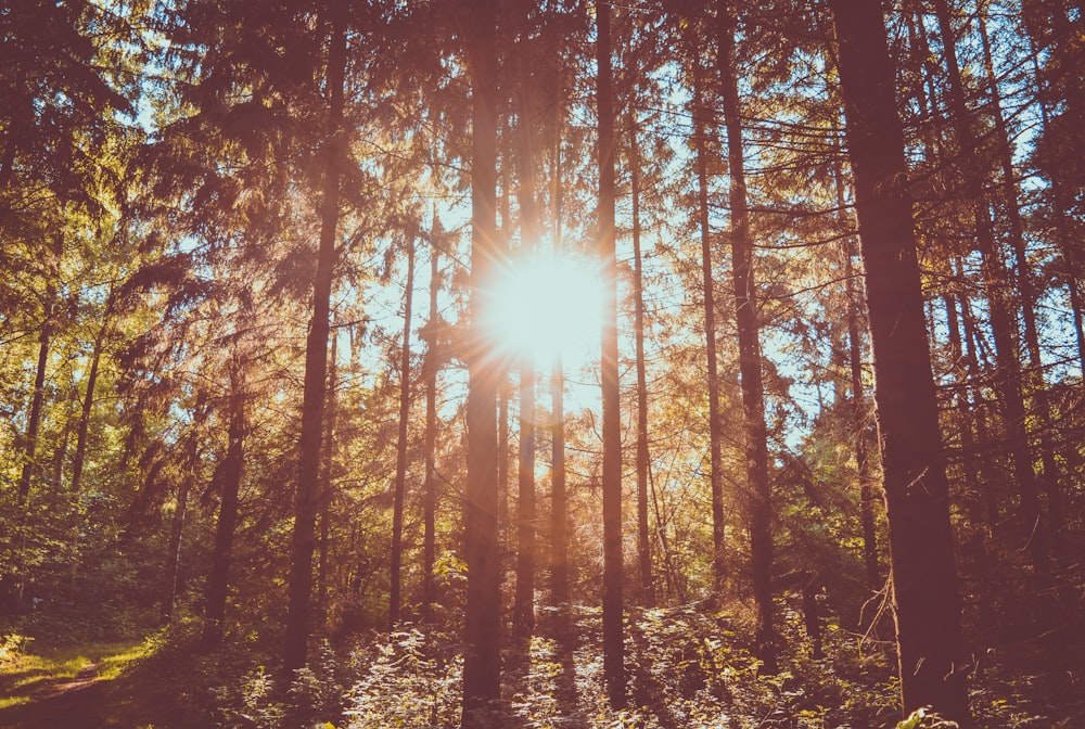 Alberi durante l'ora d'oro