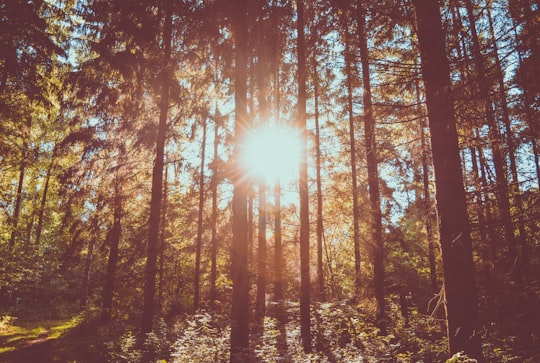 trees during golden hour in Ystad Sweden