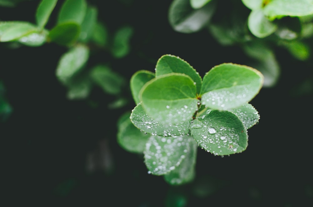 green leafed plant