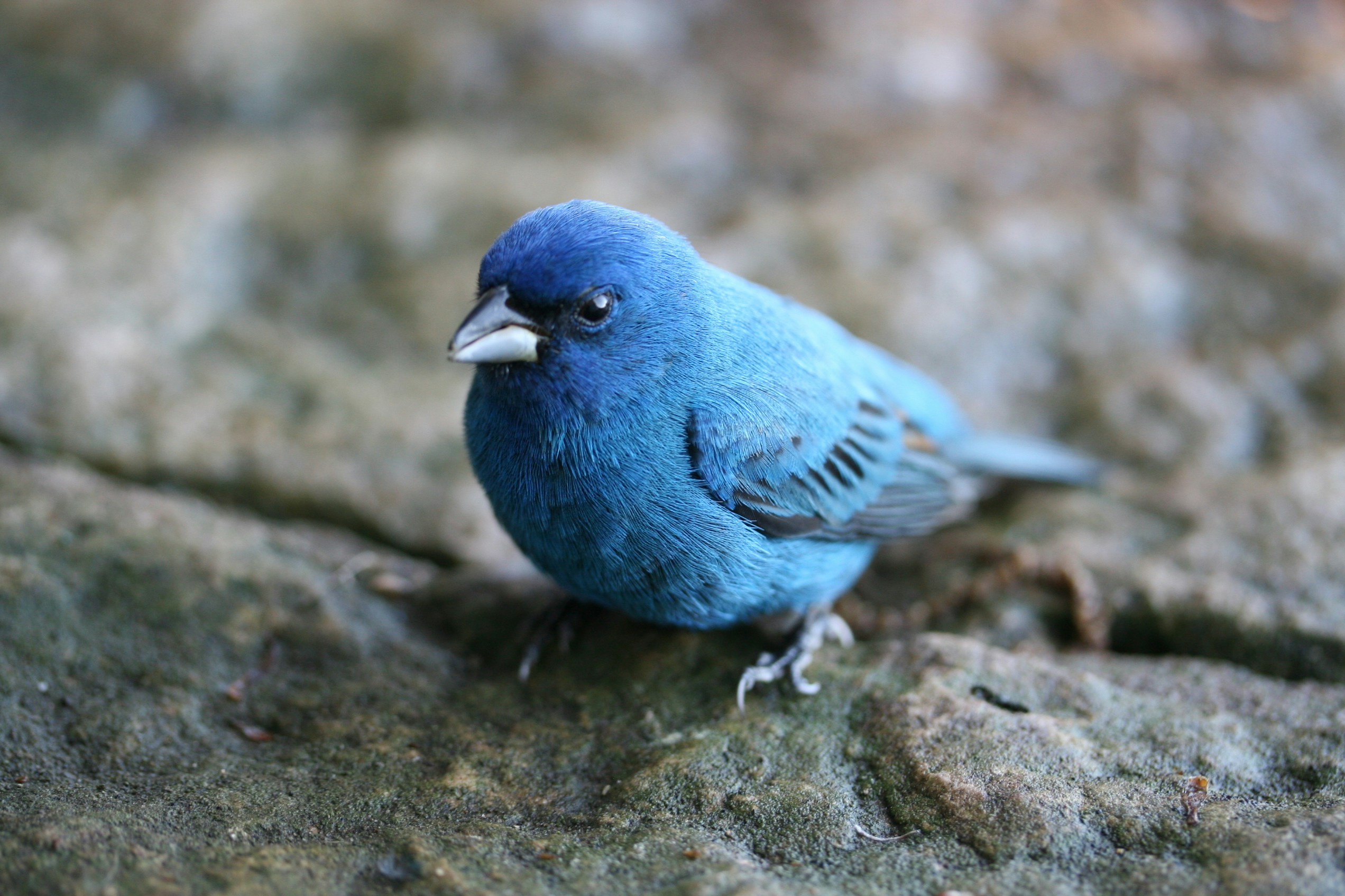 photo-1499865248183-21a80333d75a