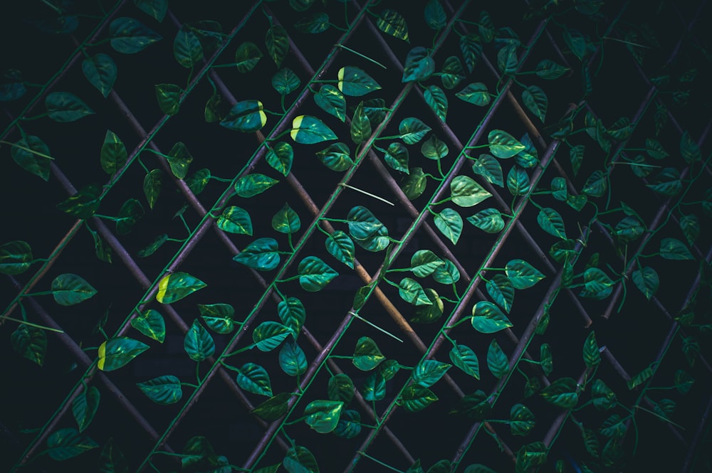 green leaves on brown wire fence macro photography