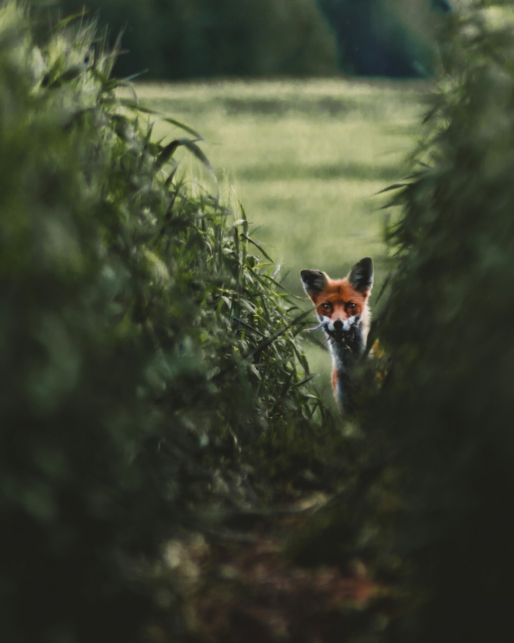 volpe rossa sul campo d'erba