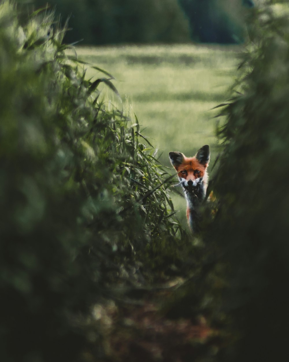 renard roux sur un champ d’herbe