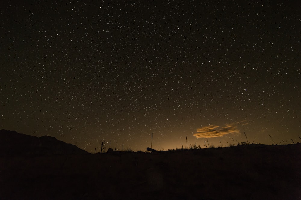 Silhouettes of tall grasses against a starry sky