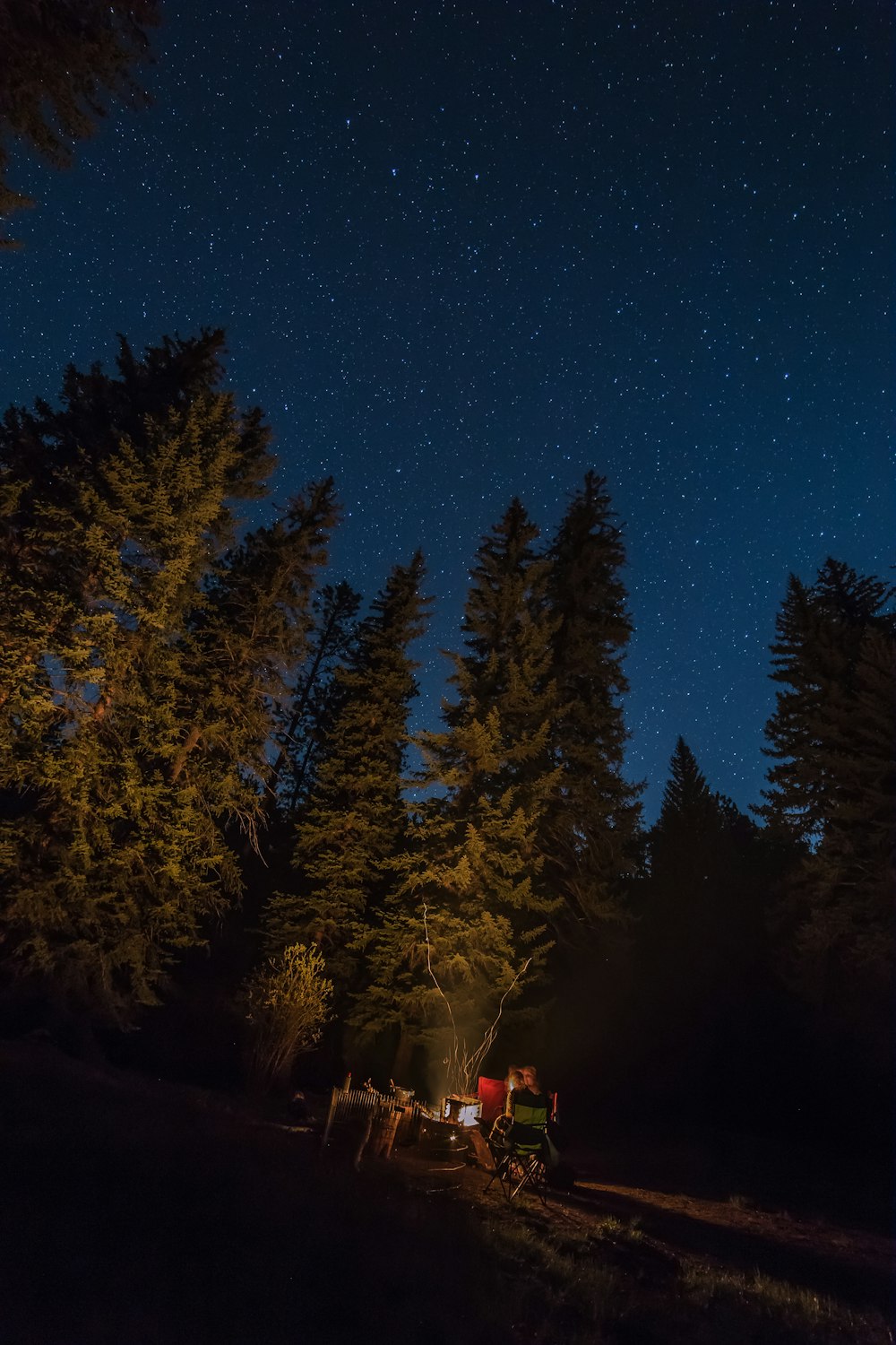 green forest at nighttime