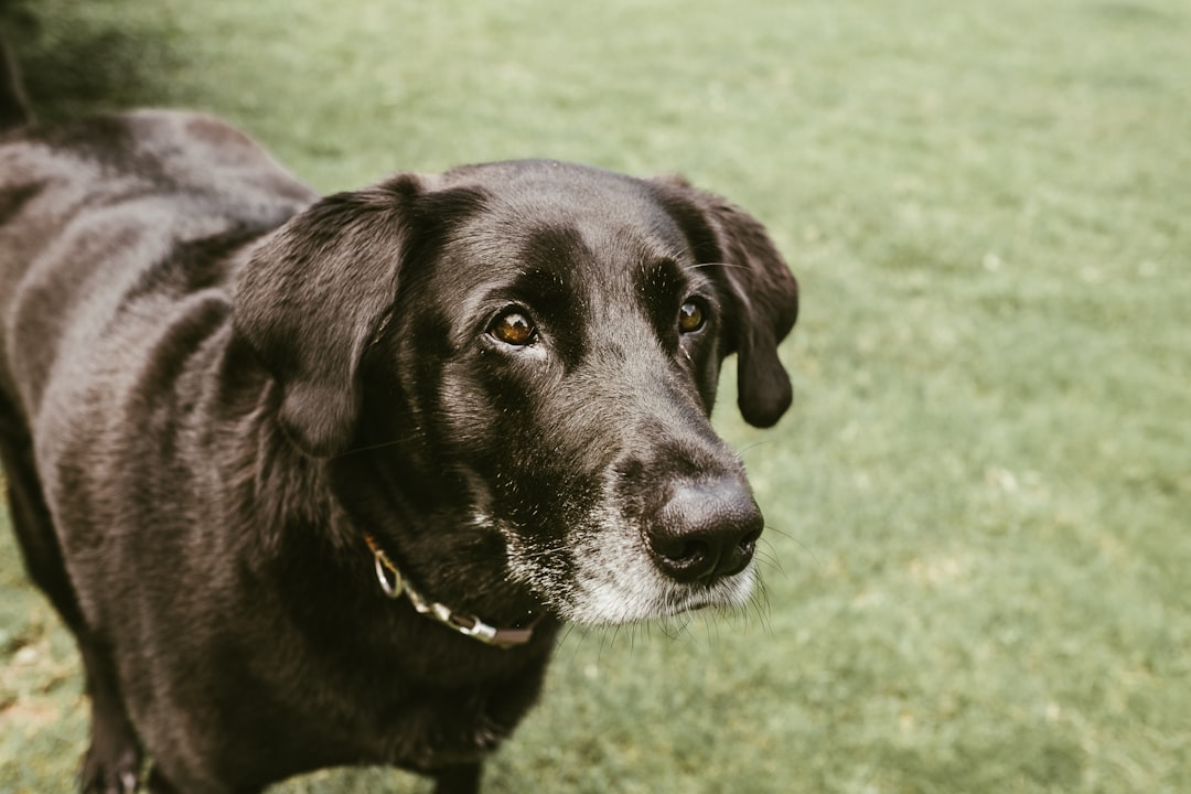 short-coated black dog