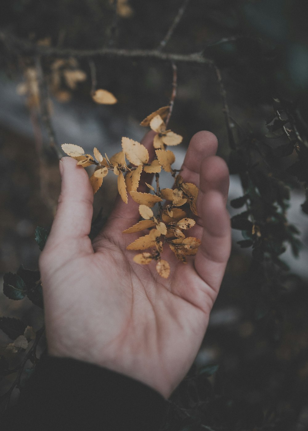 personne tenant des feuilles brunes