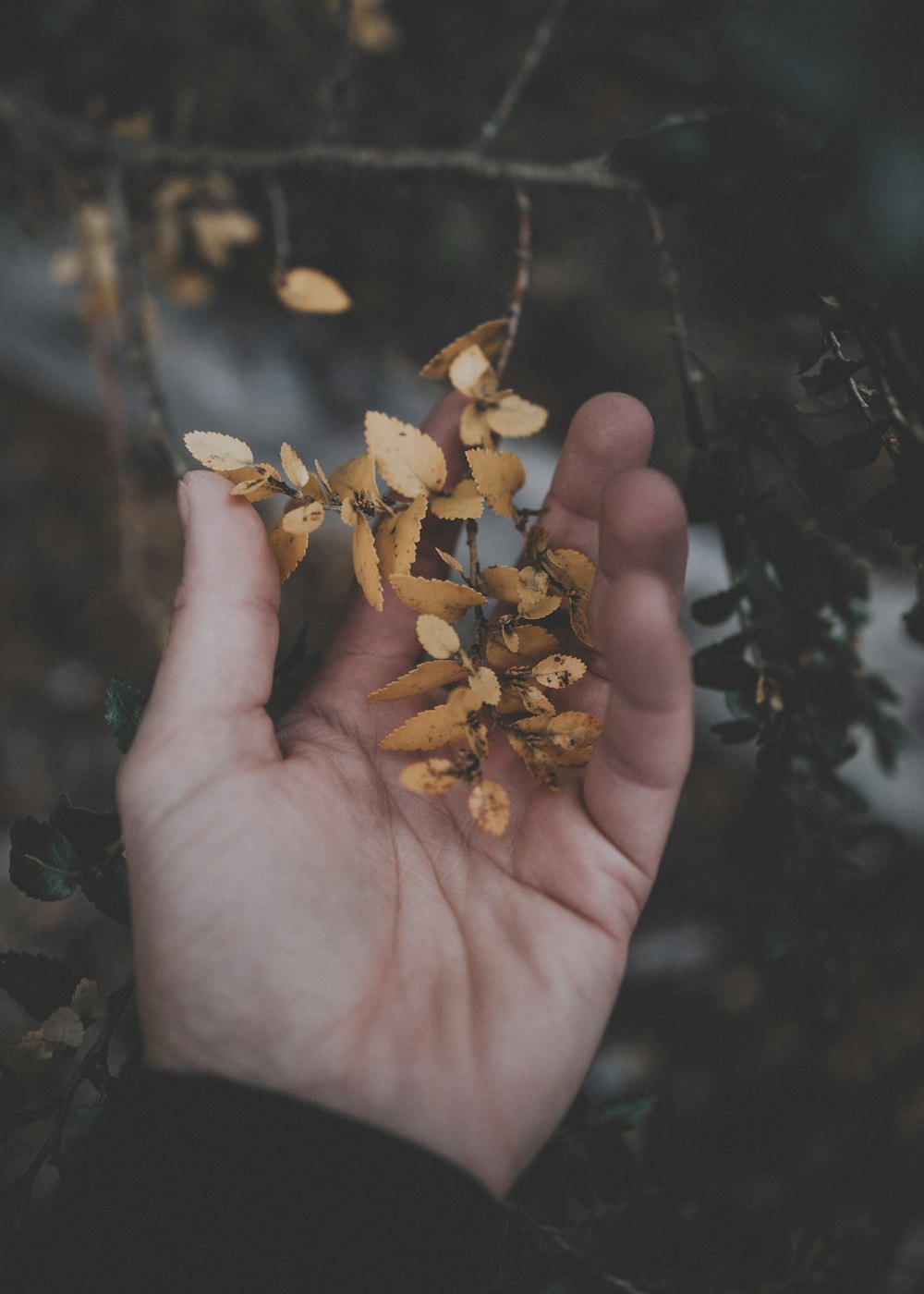 person holding brown leaves