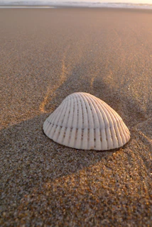 Sea shells resting gently on warm sand under soft sunlight
