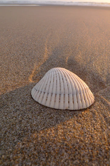 Sea shells resting gently on warm sand under soft sunlight