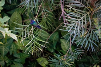 A vibrant hummingbird symbolizing knowledge and continuous growth.