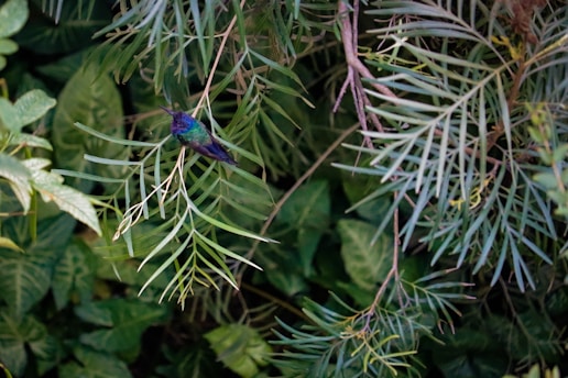 A vibrant hummingbird symbolizing knowledge and continuous growth.