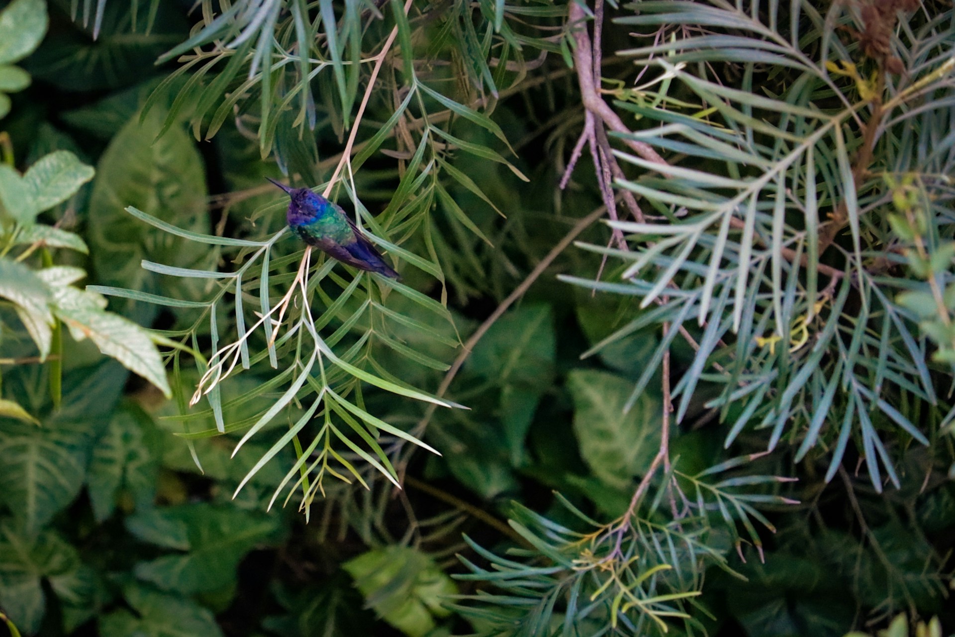 Close-up of a vibrant Himalayan monal perched on a rhododendron branch in the Kedarnath wildlife sanctuary.