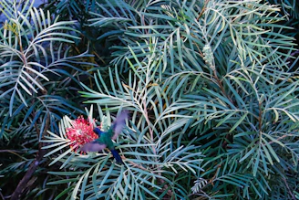 Vibrant hummingbird hovering near a frailejón flower in a misty mountain landscape.