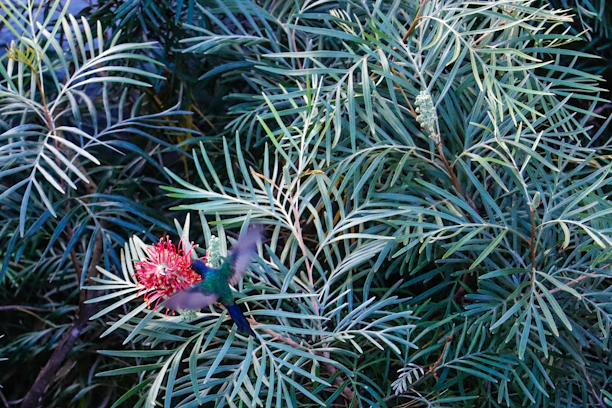 Vibrant hummingbird hovering near a frailejón flower in a misty mountain landscape.