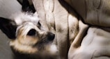 A small dog with fluffy fur is partially covered by a beige knitted blanket, creating a cozy and relaxed atmosphere.