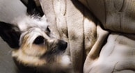 A small dog with fluffy fur is partially covered by a beige knitted blanket, creating a cozy and relaxed atmosphere.