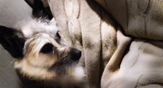 A small dog with fluffy fur is partially covered by a beige knitted blanket, creating a cozy and relaxed atmosphere.
