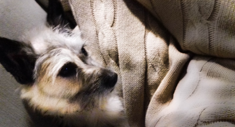 A small dog with fluffy fur is partially covered by a beige knitted blanket, creating a cozy and relaxed atmosphere.