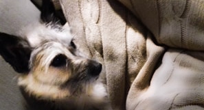 A small fluffy dog with a neat haircut sitting comfortably on a soft blanket.