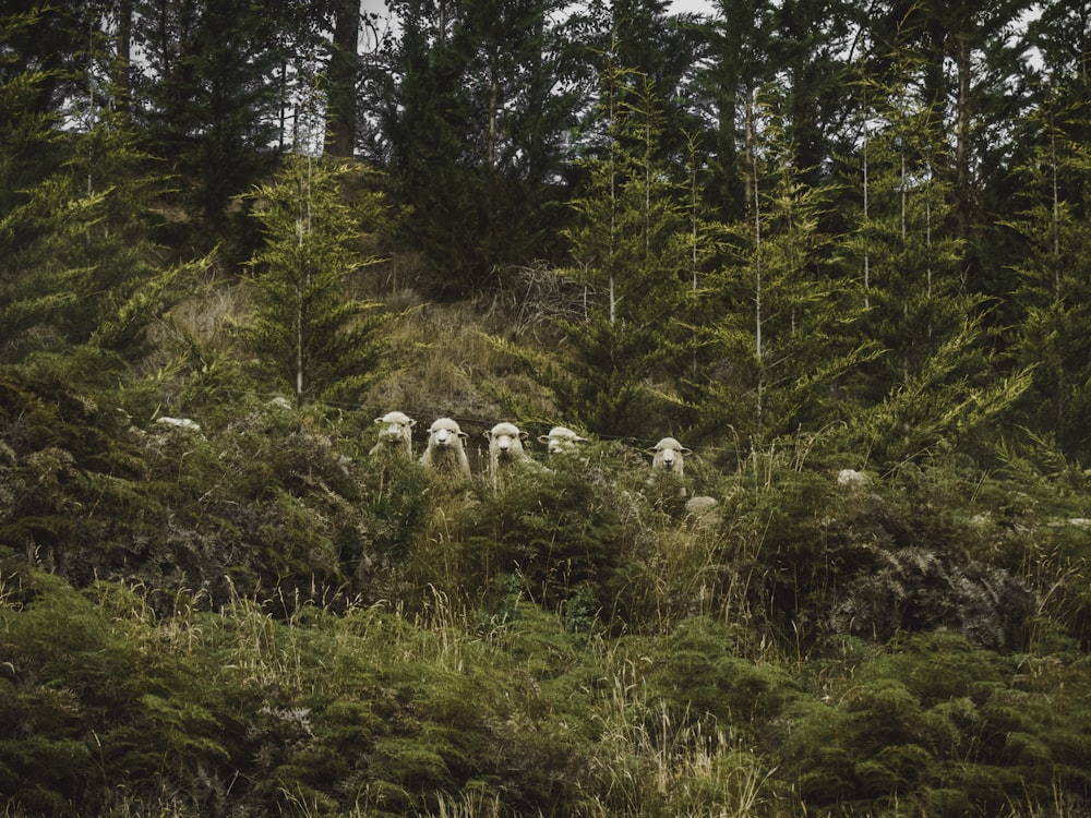 fotografia de ovelhas marrons perto da grama verde durante o dia
