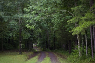 A secluded dirt path winds through a dense, lush green forest. Tall trees with abundant foliage form a canopy over the path, creating a serene and inviting atmosphere. Sunlight barely penetrates through the thick leaves, adding a sense of mystery and tranquility.