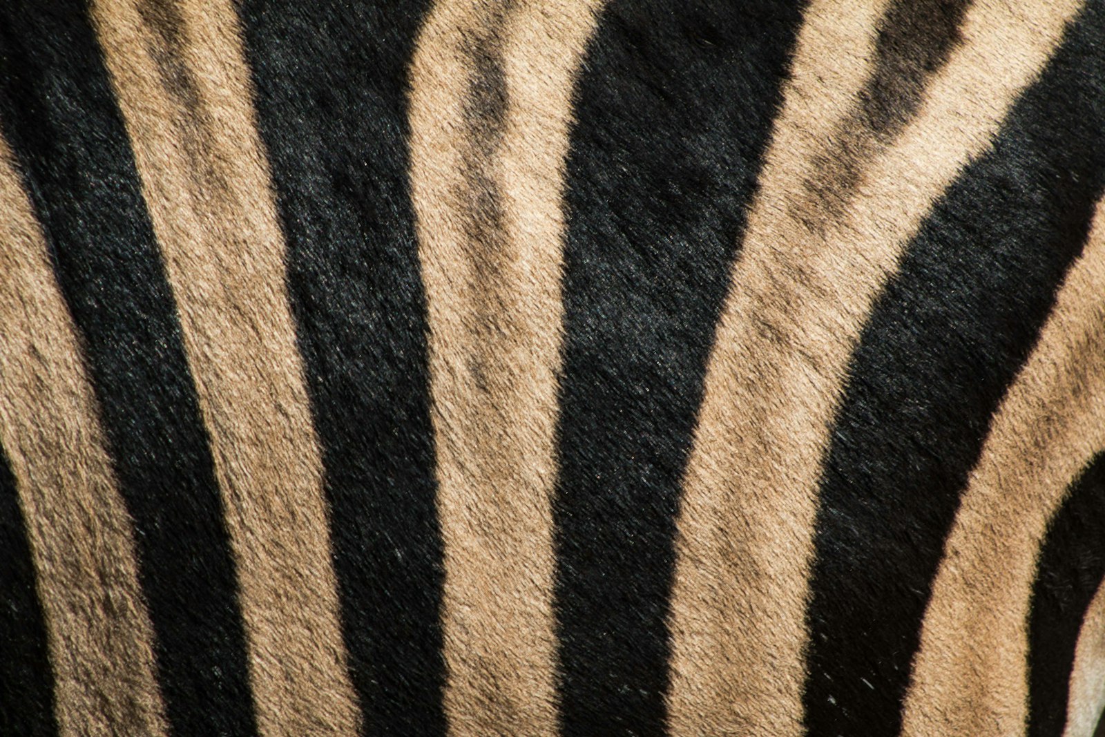 Canon EOS 70D + Canon EF 75-300mm f/4-5.6 sample photo. Black and brown tiger-print photography