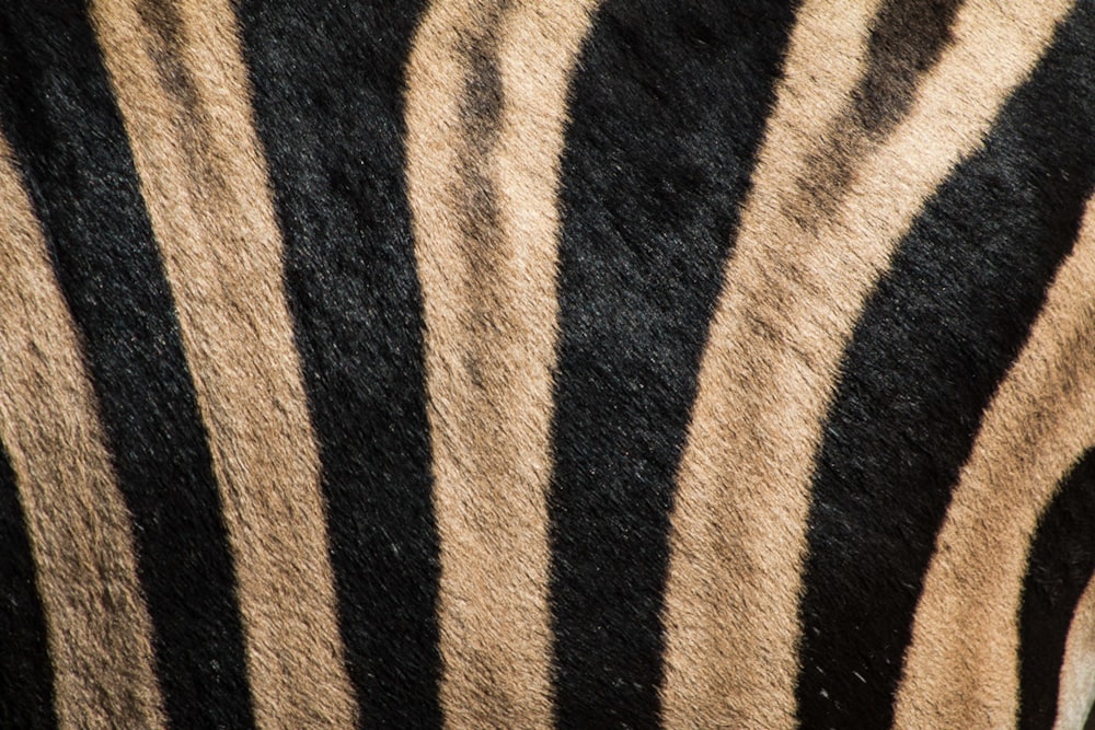 black and brown tiger-print fleece rug
